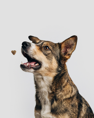 Probiotika für Hunde Ergänzungsfuttermittel für Verdauung und Immunsystem Oggo 180 g - 3