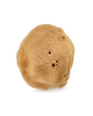 Natürlicher Meeresschwamm braun 9,5 cm 02F hypoallergen und antibakteriell Hhuumm - 3